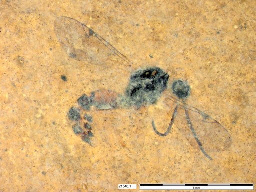 Proctotrupidae