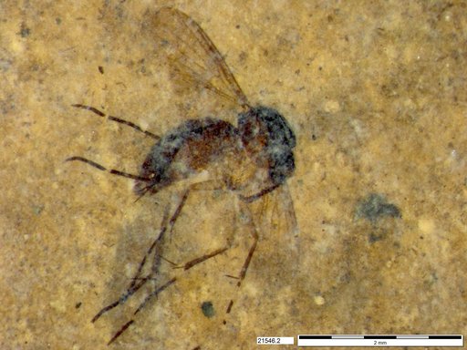Mycetophilidae