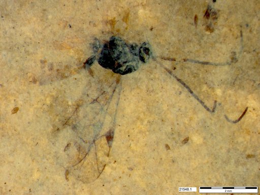 Ichneumonidae