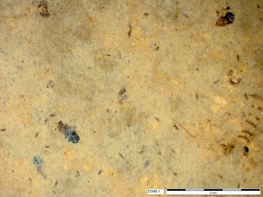 Diptera