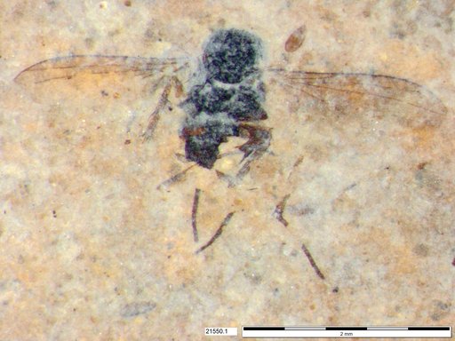 Diptera