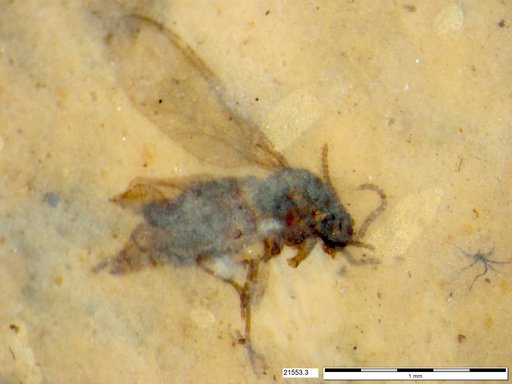 Diptera