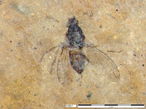 Diptera