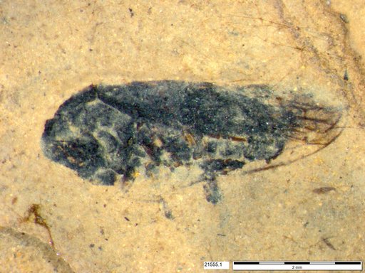 Genus sp