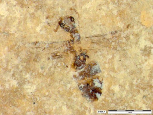 Formicidae