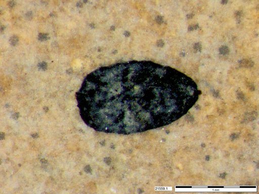 Tracheophyta