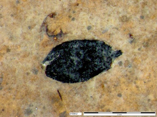 Tracheophyta