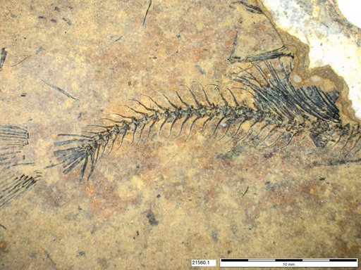 Genus sp