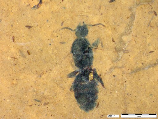 Formicidae