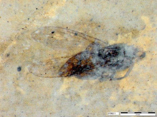 Diptera