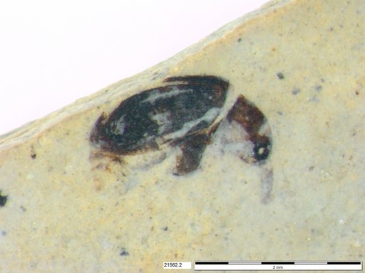 Genus sp