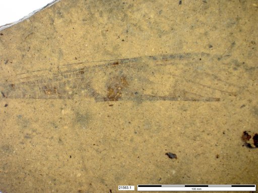 Genus sp