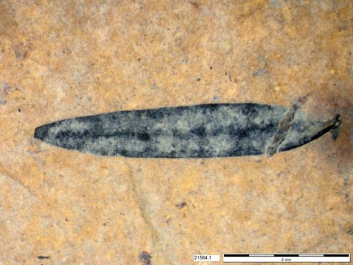 Tracheophyta