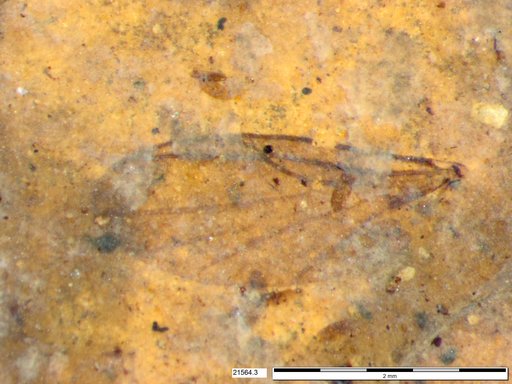Canthyloscelidae