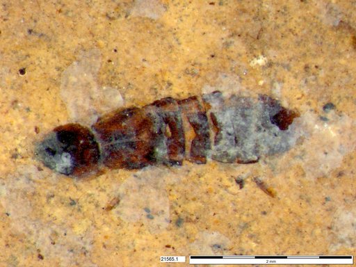 Genus sp