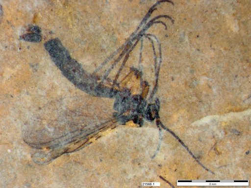 Mycetophilidae