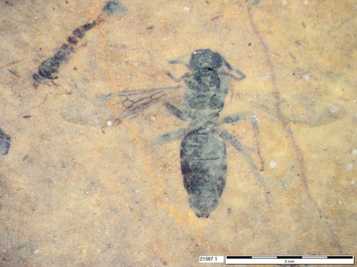 Formicidae