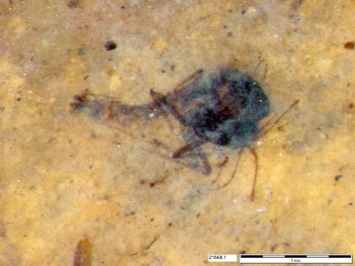 Diptera