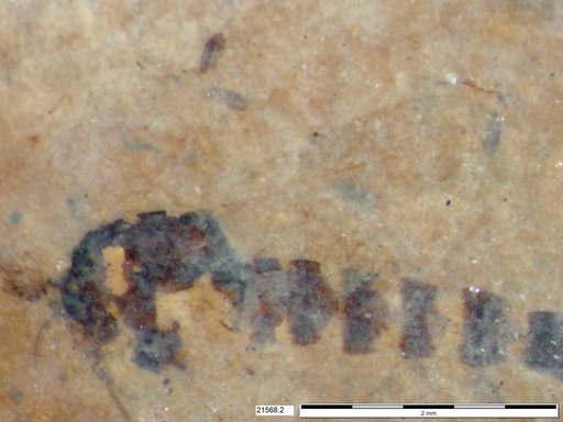 Chaoboridae