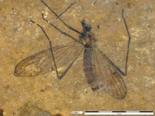 Diptera