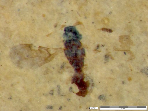 Diapriidae
