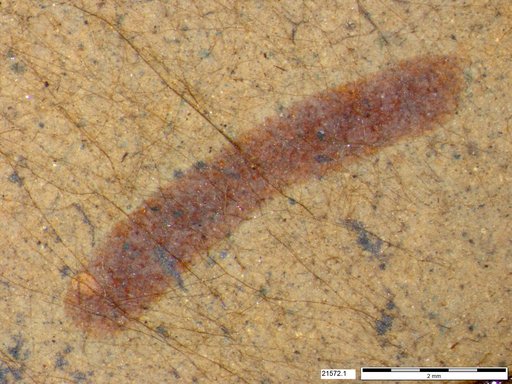 Genus sp