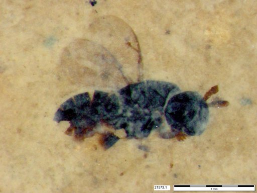 Genus sp
