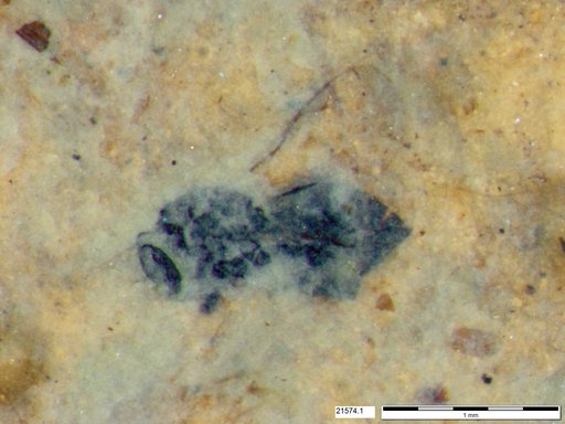 Genus sp