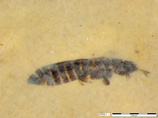 Genus sp