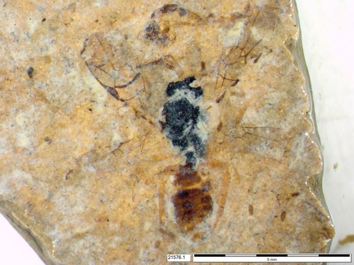 Ichneumonidae
