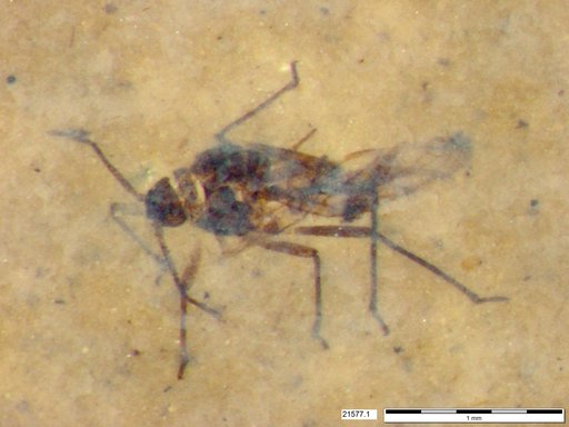 Aphididae