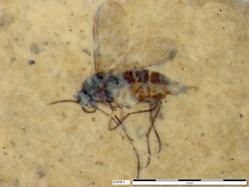 Sciaridae