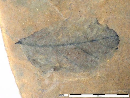 Tracheophyta