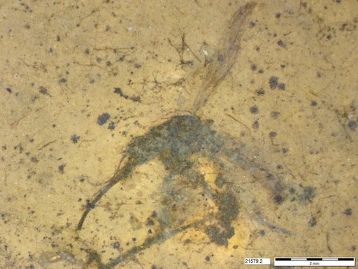 Genus sp