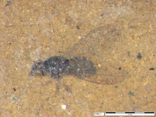 Diptera