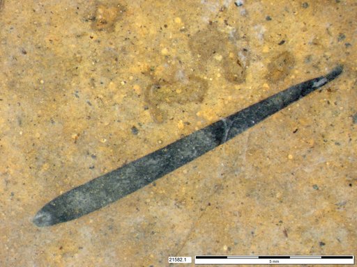 Tracheophyta