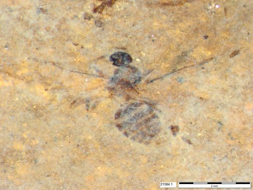 Formicidae