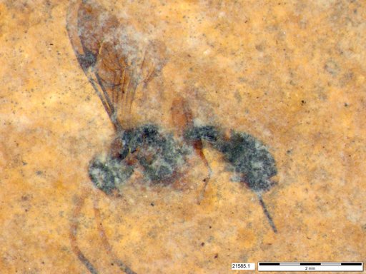 Ichneumonidae