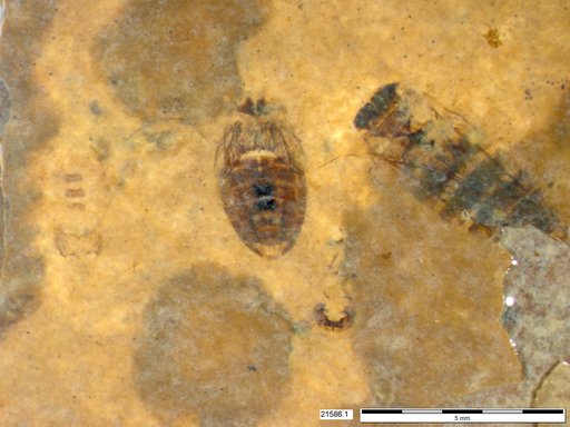 Corixidae