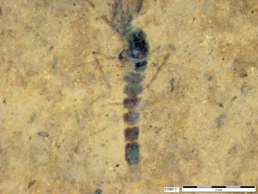 Chaoboridae