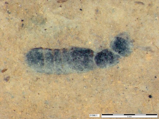 Genus sp