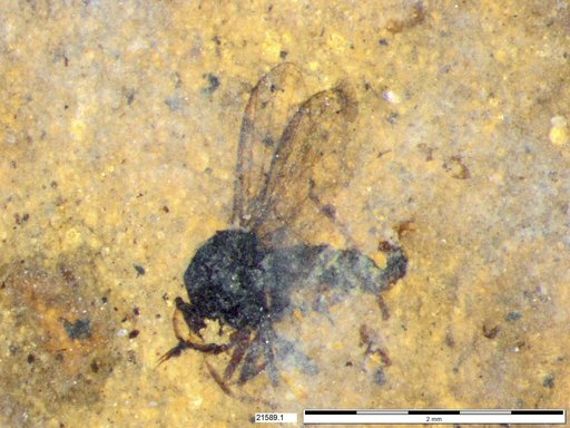 Diptera