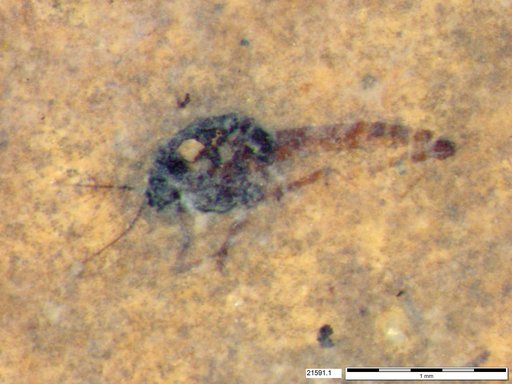 Diptera