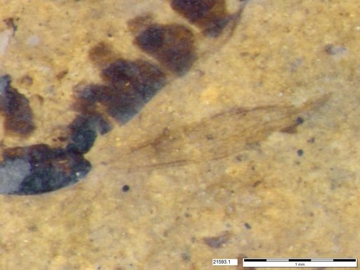 Chaoboridae