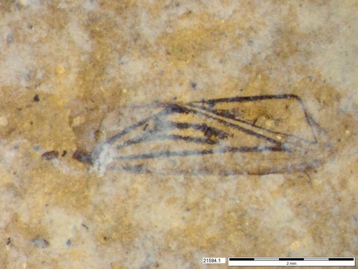 Genus sp