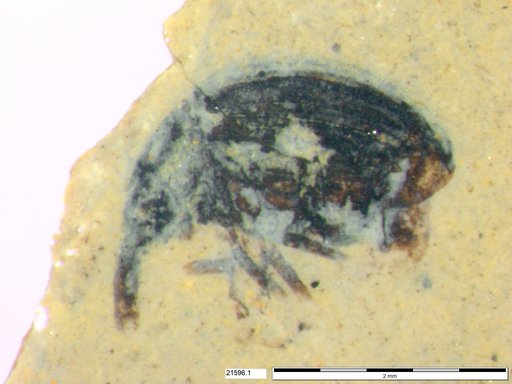 Genus sp