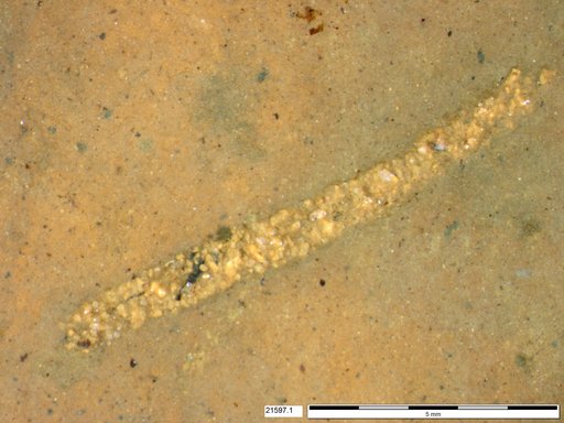 Genus sp