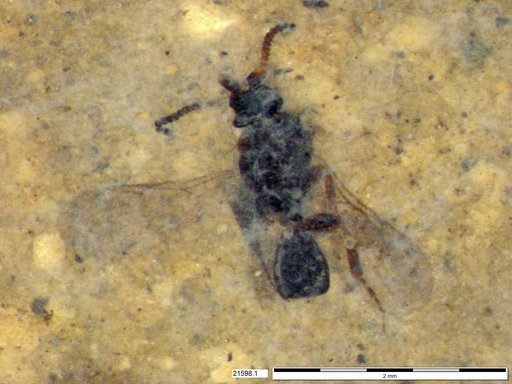 Diapriidae
