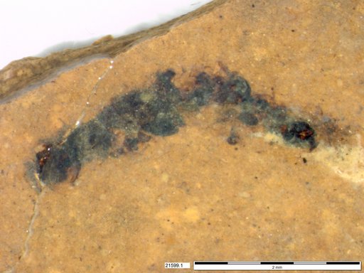 Genus sp