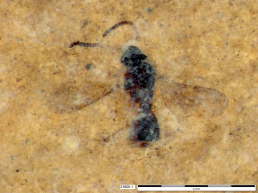 Diapriidae